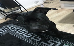 American Bull Staffy dogs for sale: 54 greenwood road merton mitcham - Image 3