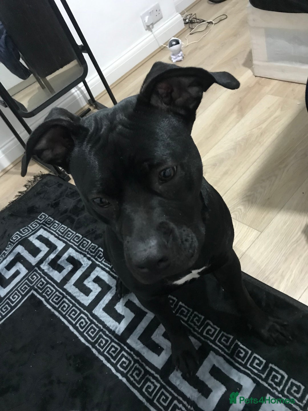 American Bull Staffy dogs for sale: 54 greenwood road merton mitcham - Image 3