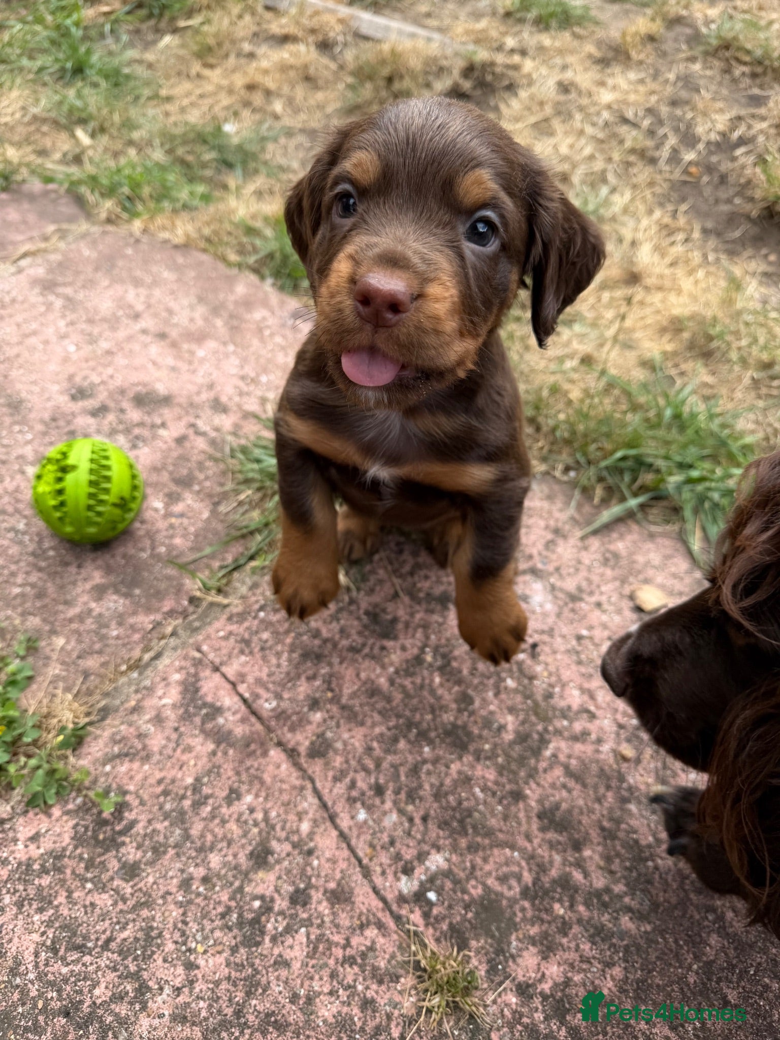 Cocker Spaniel dogs Stunning pedigree working cocker spaniel puppies  - Advert 2