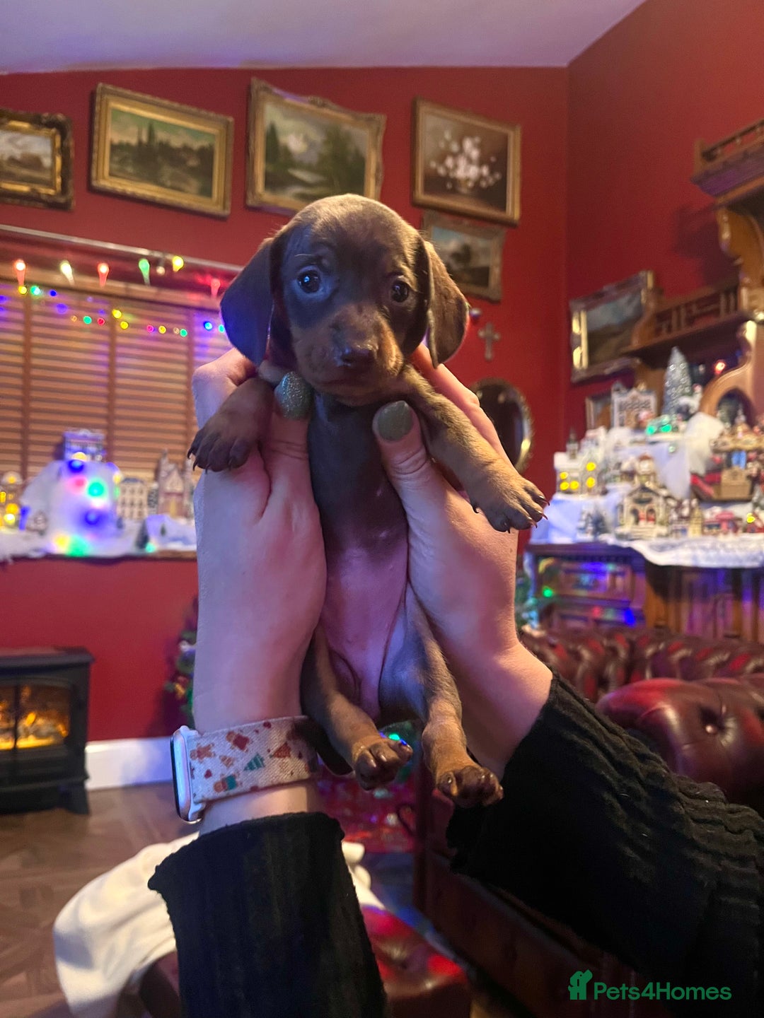 Miniature Dachshund dogs for sale: RARE KC 2 Isabella+tan boys, 1 chocolate and tan  - Advert 17