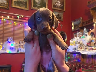 Miniature Dachshund dogs 💕 Collect 24th December 4 KC REG boys left. - Advert 1