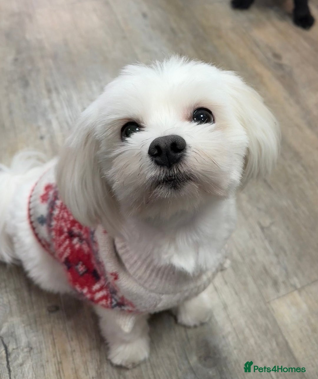 Maltese dogs for stud: MALTESE FOR STUD - FULLY HEALTH TESTED - Advert 1