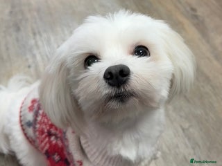 Maltese dogs MALTESE FOR STUD - FULLY HEALTH TESTED - Advert 1