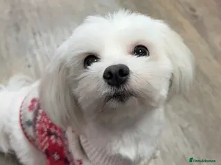 Maltese dogs MALTESE FOR STUD - FULLY HEALTH TESTED - Advert 8