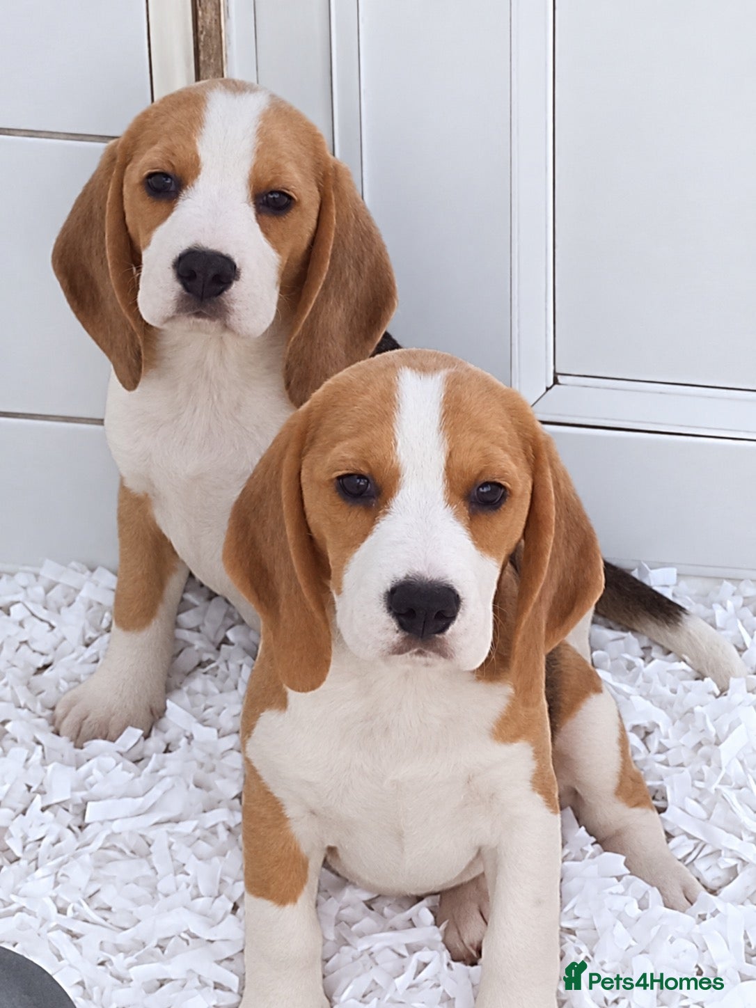 Beagle dogs KC Registered Beagle Puppies  - Advert 2