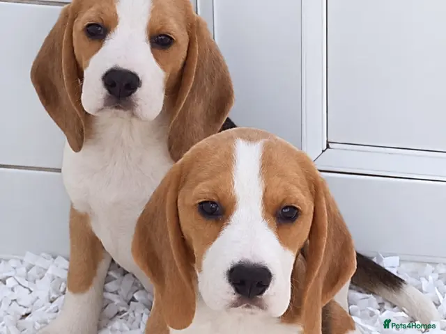 Beagle dogs for sale: KC Registered Beagle Puppies - Advert 2