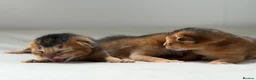 Abyssinian cats for sale: Abyssinian kittens  - Advert 11