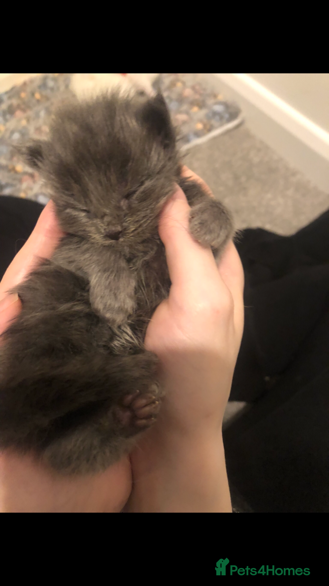 Maine Coon cats for sale: Black/Blue Smoke Maine Coon - Image 10