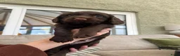 Sprocker dogs for sale: Cocker x Sprocker puppies  - Advert 8