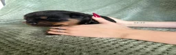 Rottweiler dogs for sale: Outstanding rottweiler puppies - Advert 12