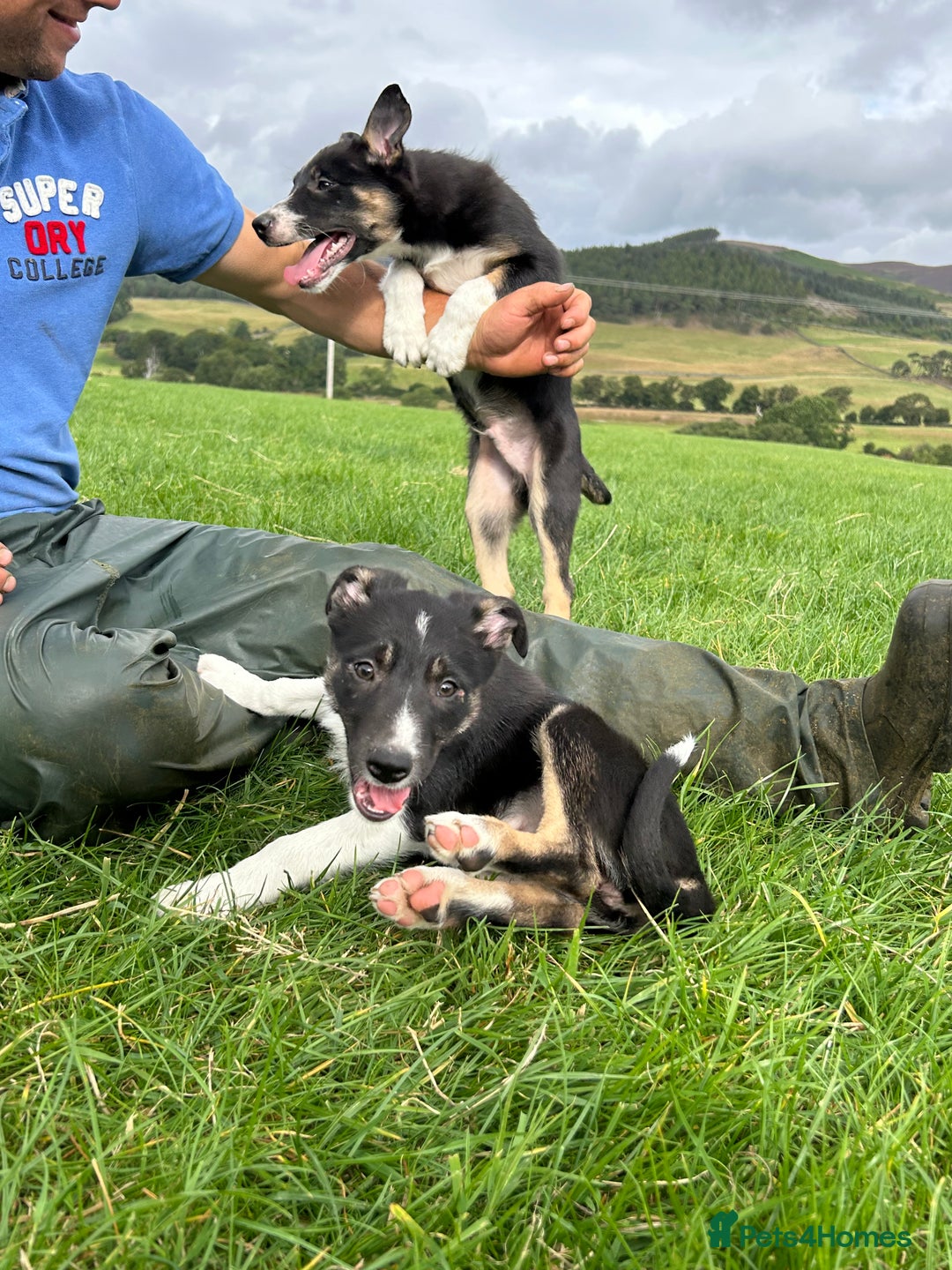 Border Collie dogs for sale: ⭐️ Border Collie Puppies ⭐️ - Image 3