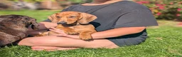 Dachshund dogs for sale: Champion Bloodline Standard Dachshund - Advert 19