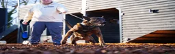 Belgian Shepherd Dog dogs for stud: Dutch herder BRN registered  in Middlesbrough - Advert 4