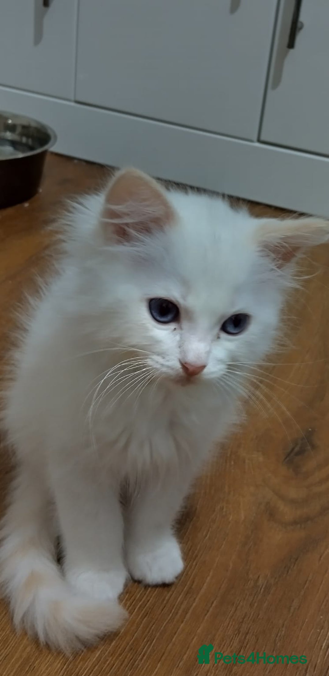 Ragdoll cats for sale: Beautiful GCCF Lilac and Cream Point kittens - Image 29