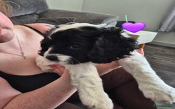 Cockalier dogs for sale: Cavalier king Charles spaniel x cocker spaniel  - Image 5