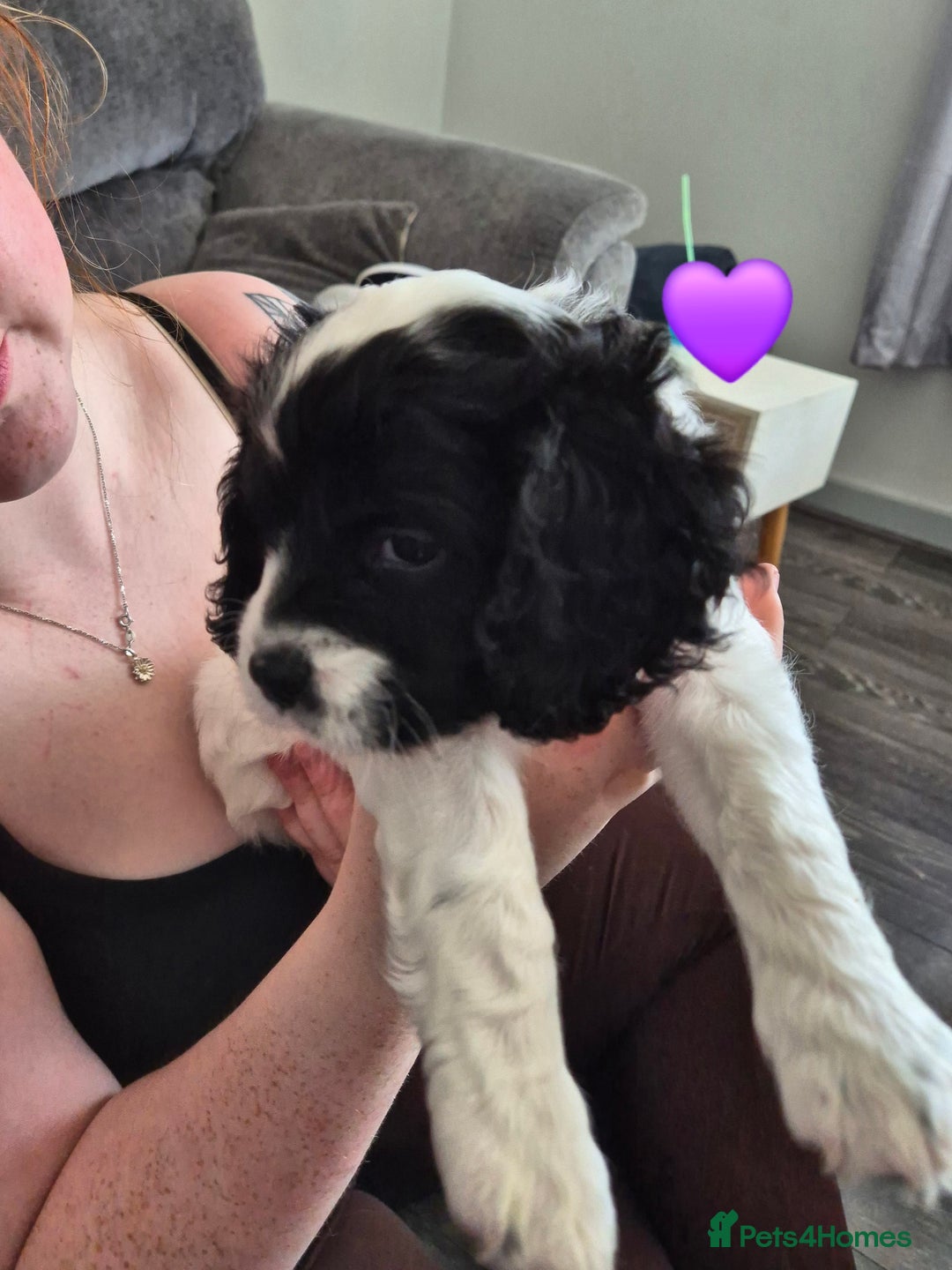 Cockalier dogs for sale: Cavalier king Charles spaniel x cocker spaniel  - Image 5