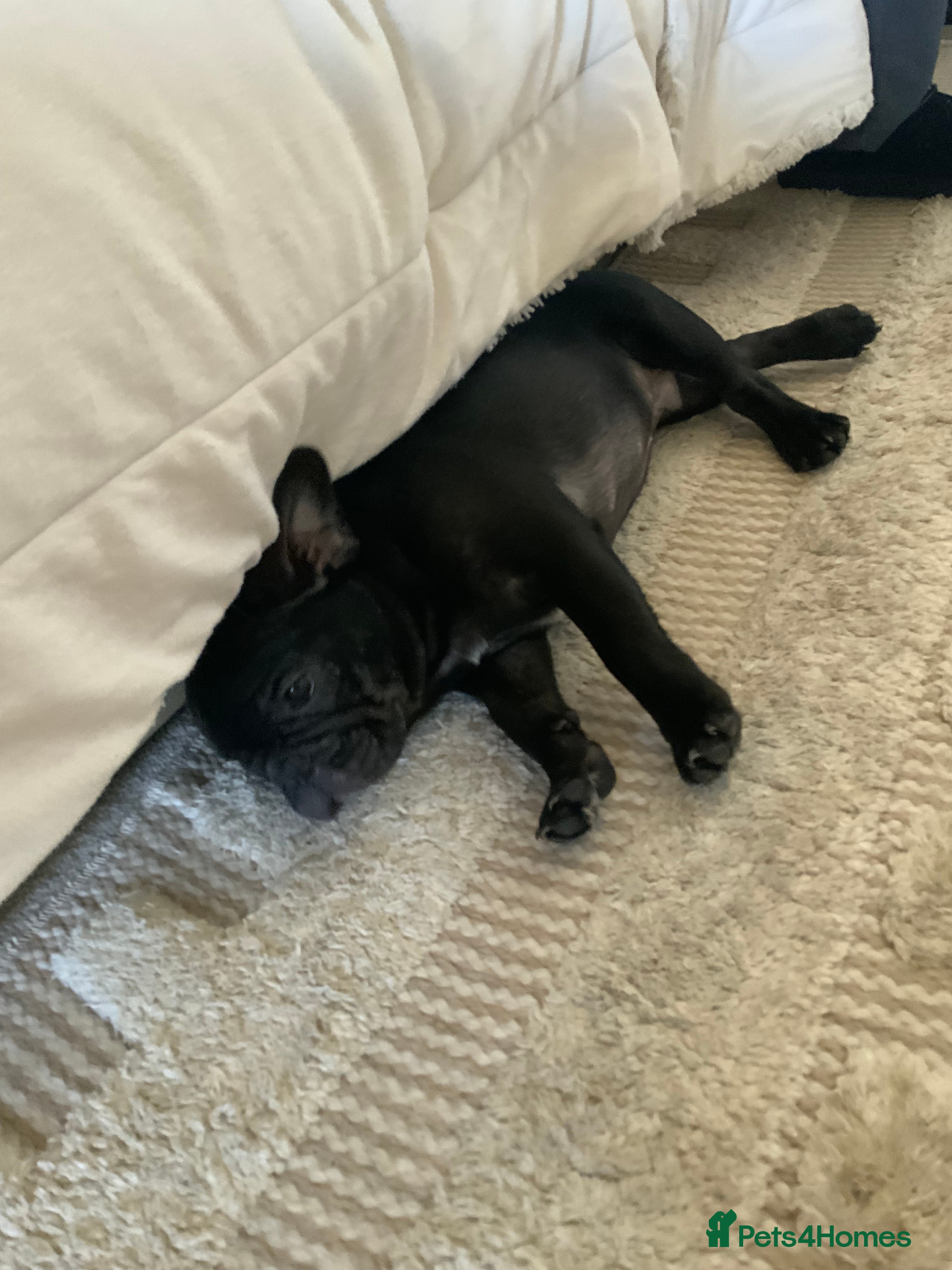 French Bulldog dogs KC registered adorable french bulldog boy  - Advert 2