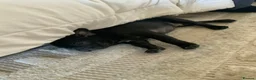 French Bulldog dogs for sale: KC registered adorable french bulldog boy  - Advert 2