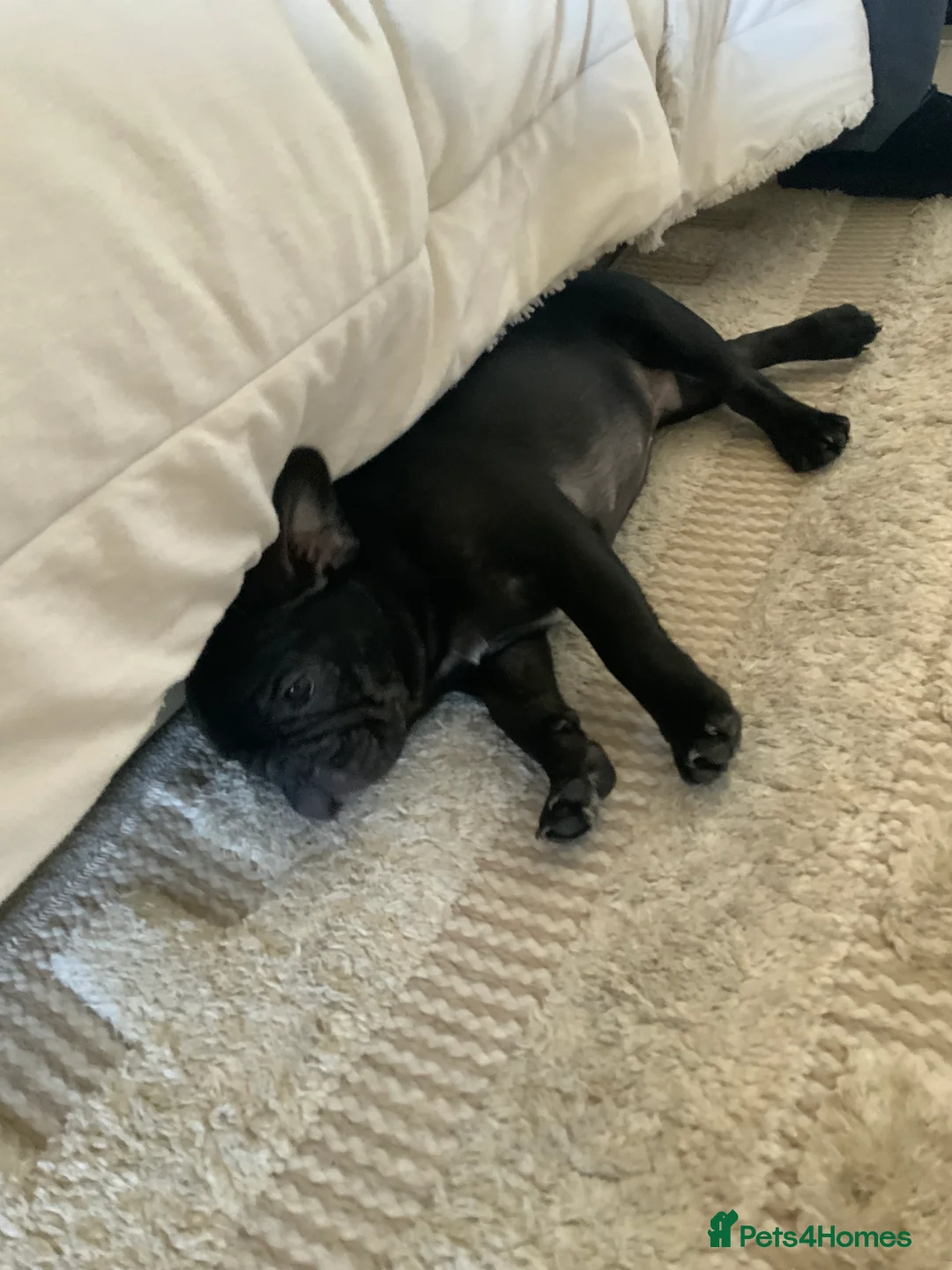 French Bulldog dogs for sale: KC registered adorable french bulldog boy  - Advert 2