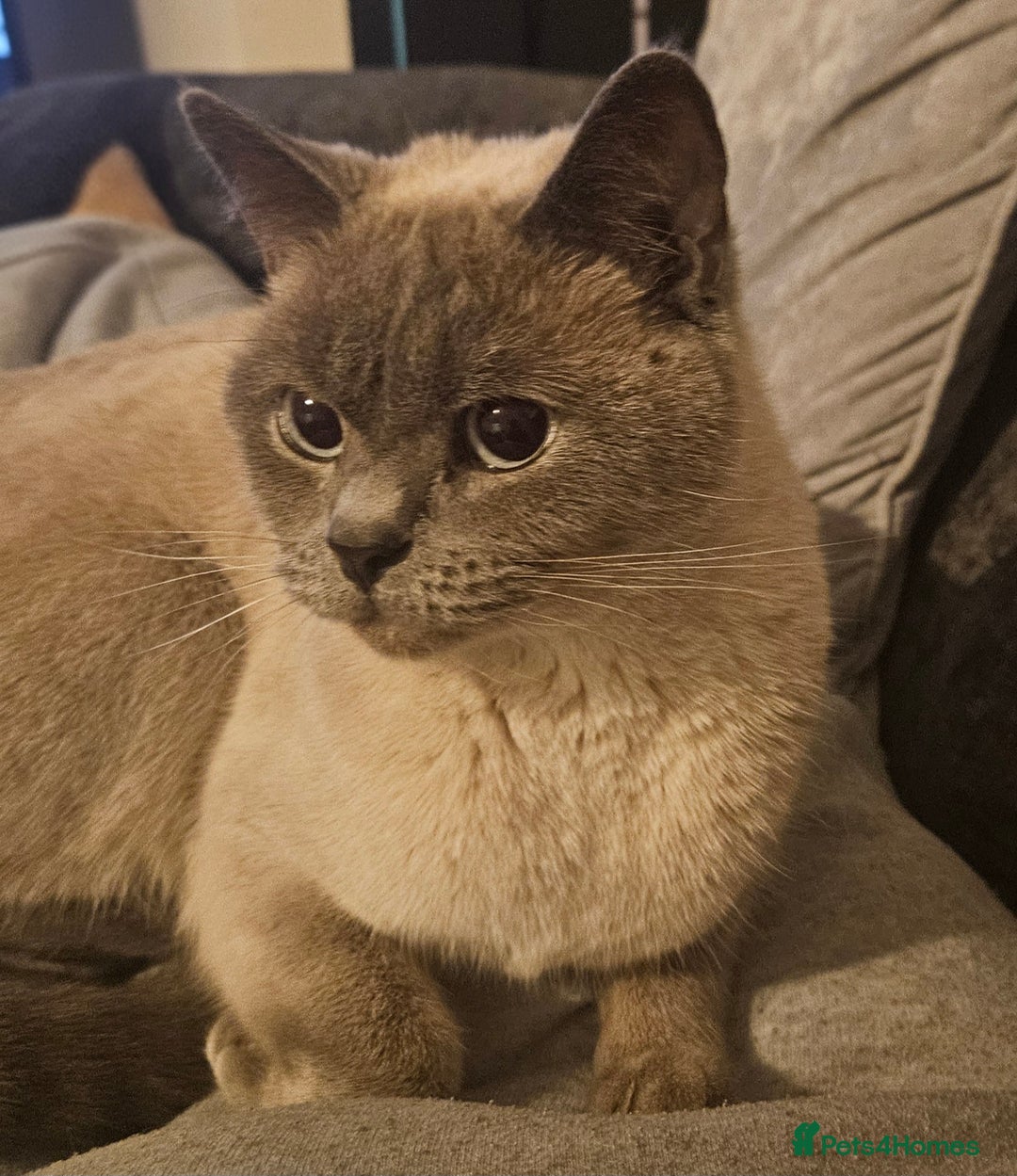British Shorthair cats for sale: British Shorthair Cats for sale - Image 24