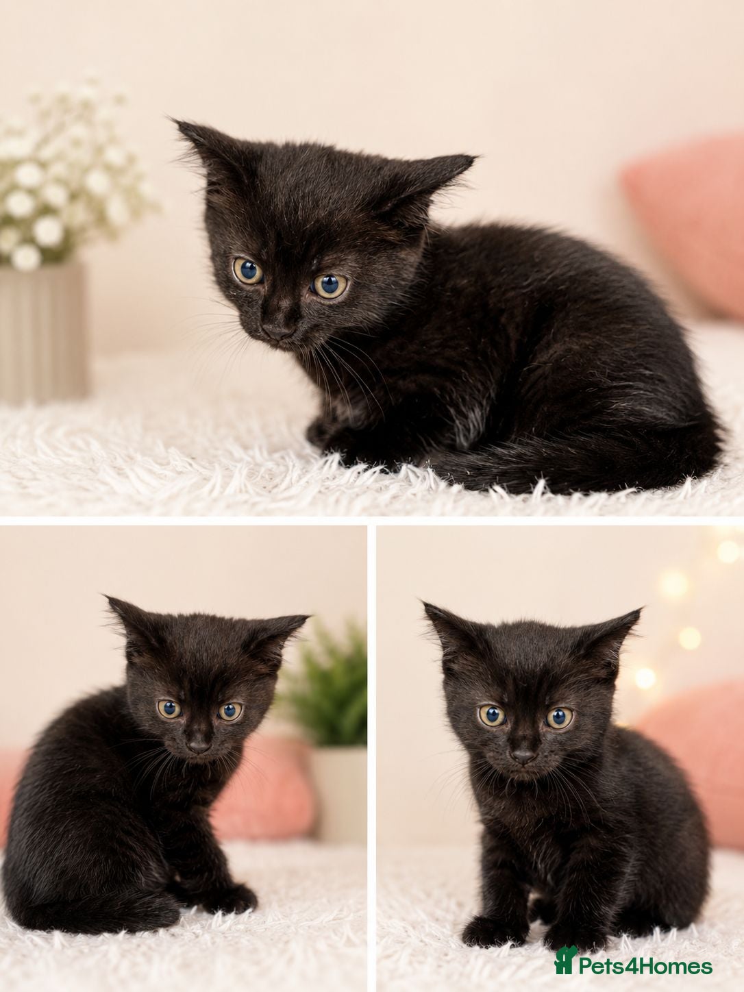 Mixed Breed cats Three Midnight Cuddles - Advert 3