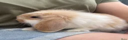 Mini Lop rabbits for sale: Adorable mini lop rabbits for sale ❤️ - Advert 8