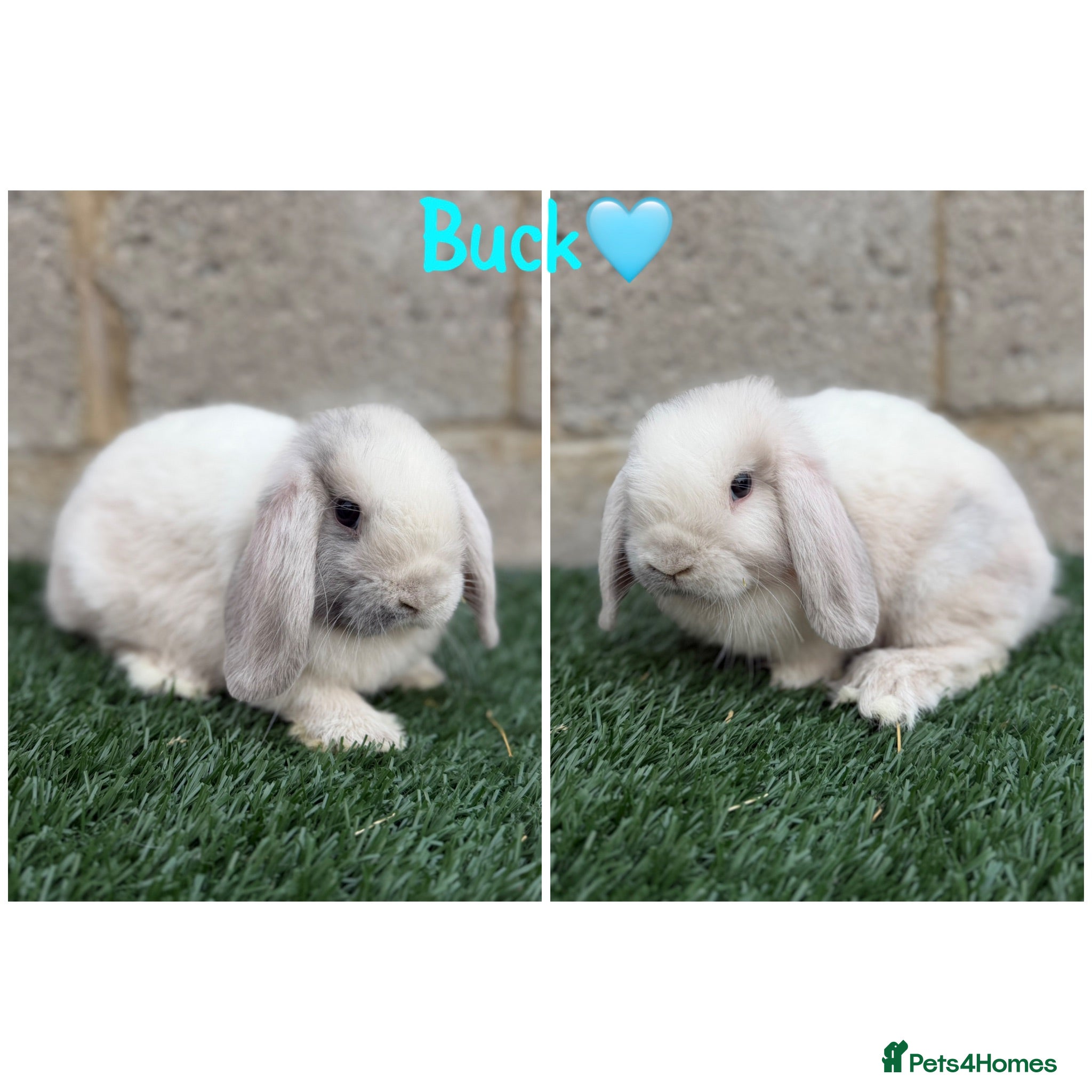 Mini Lop rabbits Pure breed mini lops  - Advert 2