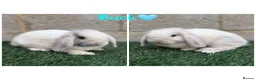 Mini Lop rabbits for sale: Pure breed mini lops  - Advert 3
