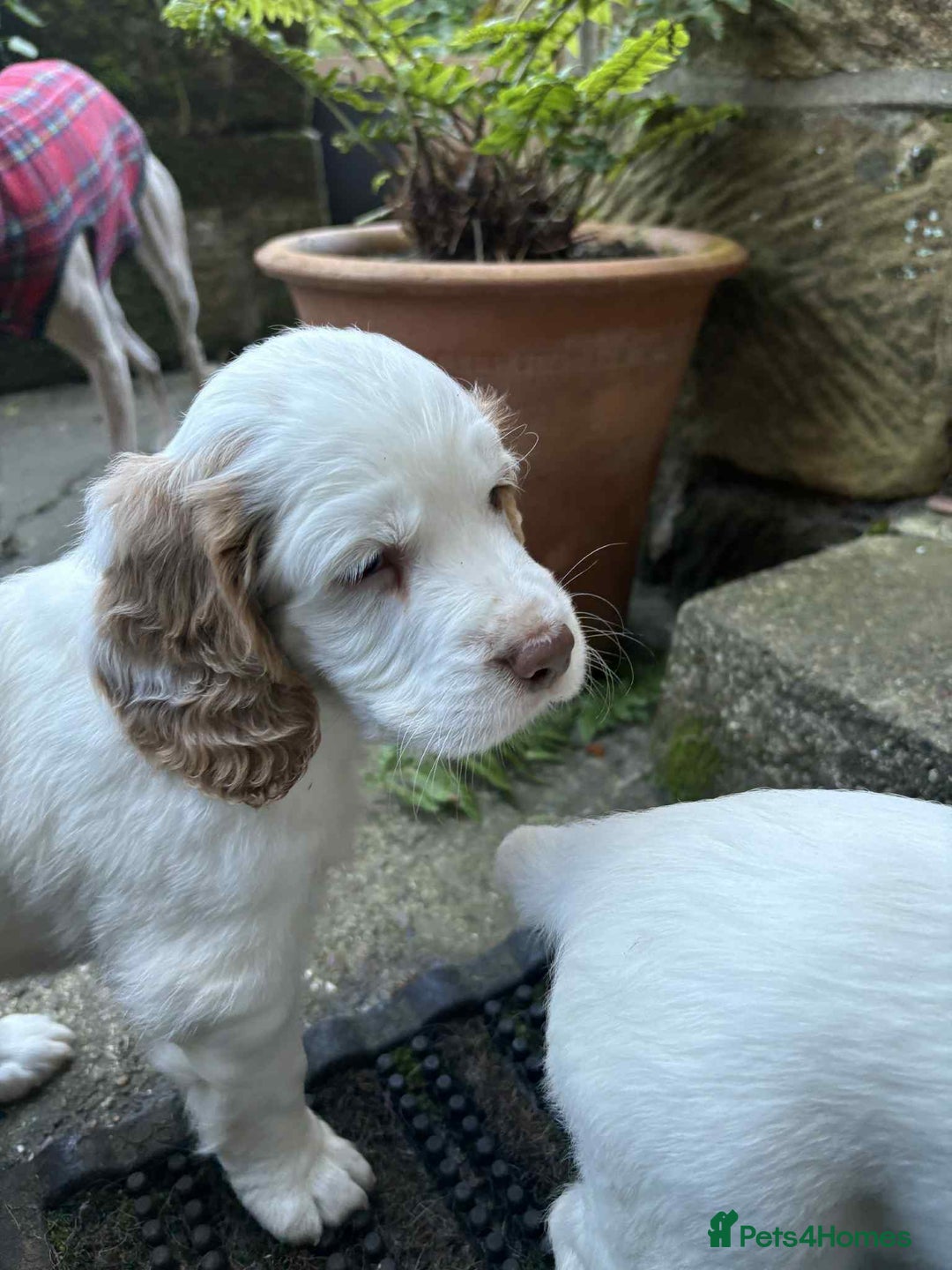 Clumber Spaniel dogs for sale: KC Working Clumber Spaniel - 2 boys available  - Image 10