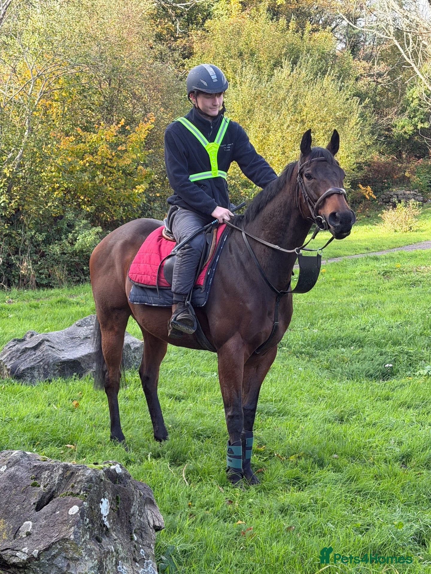 Irish Thoroughbred horses for sale: Smartie  - fun loving allrounder type  - Advert 1