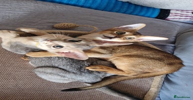 Abyssinian cats - Advert 13