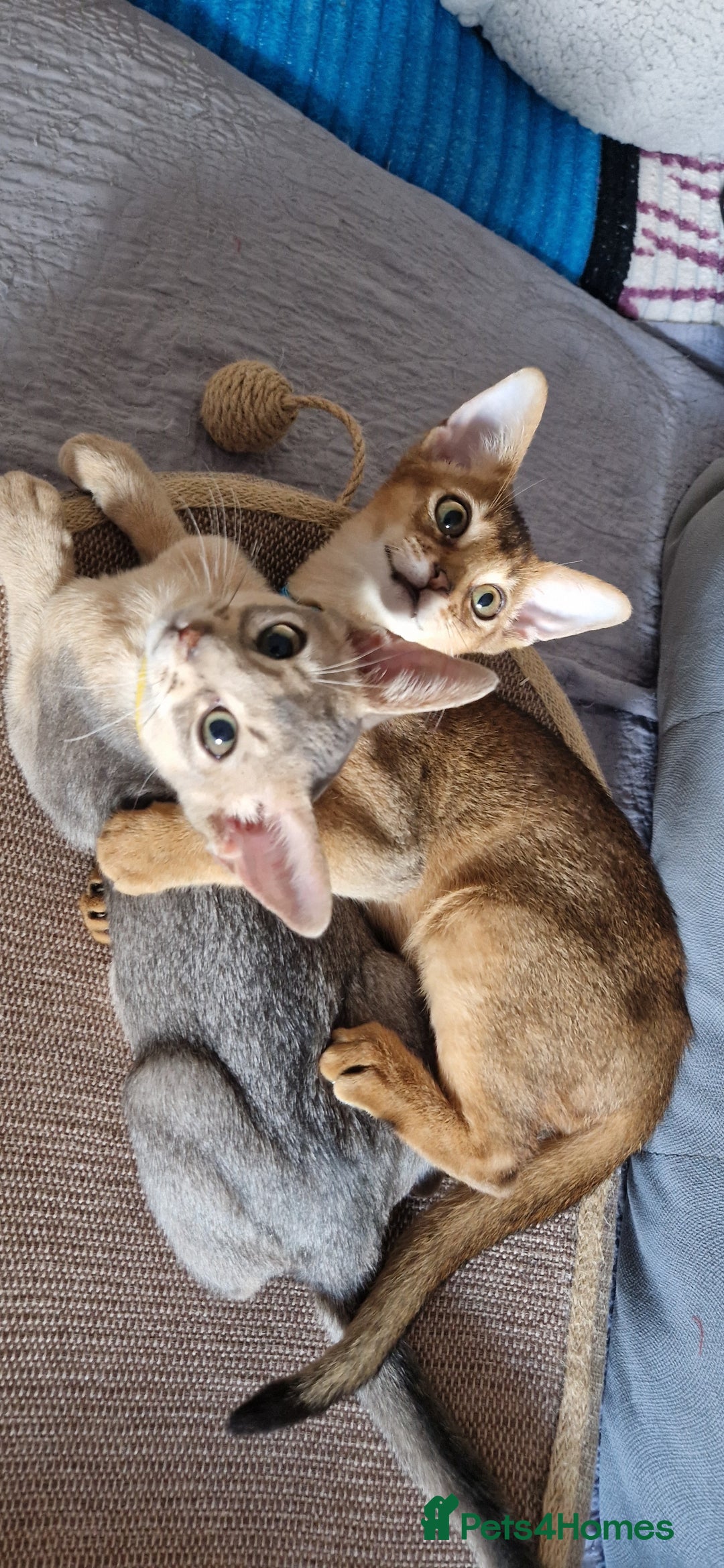 Abyssinian cats for sale: Pure Abyssinian kittens ❤️Ready to go 😍  - Image 8