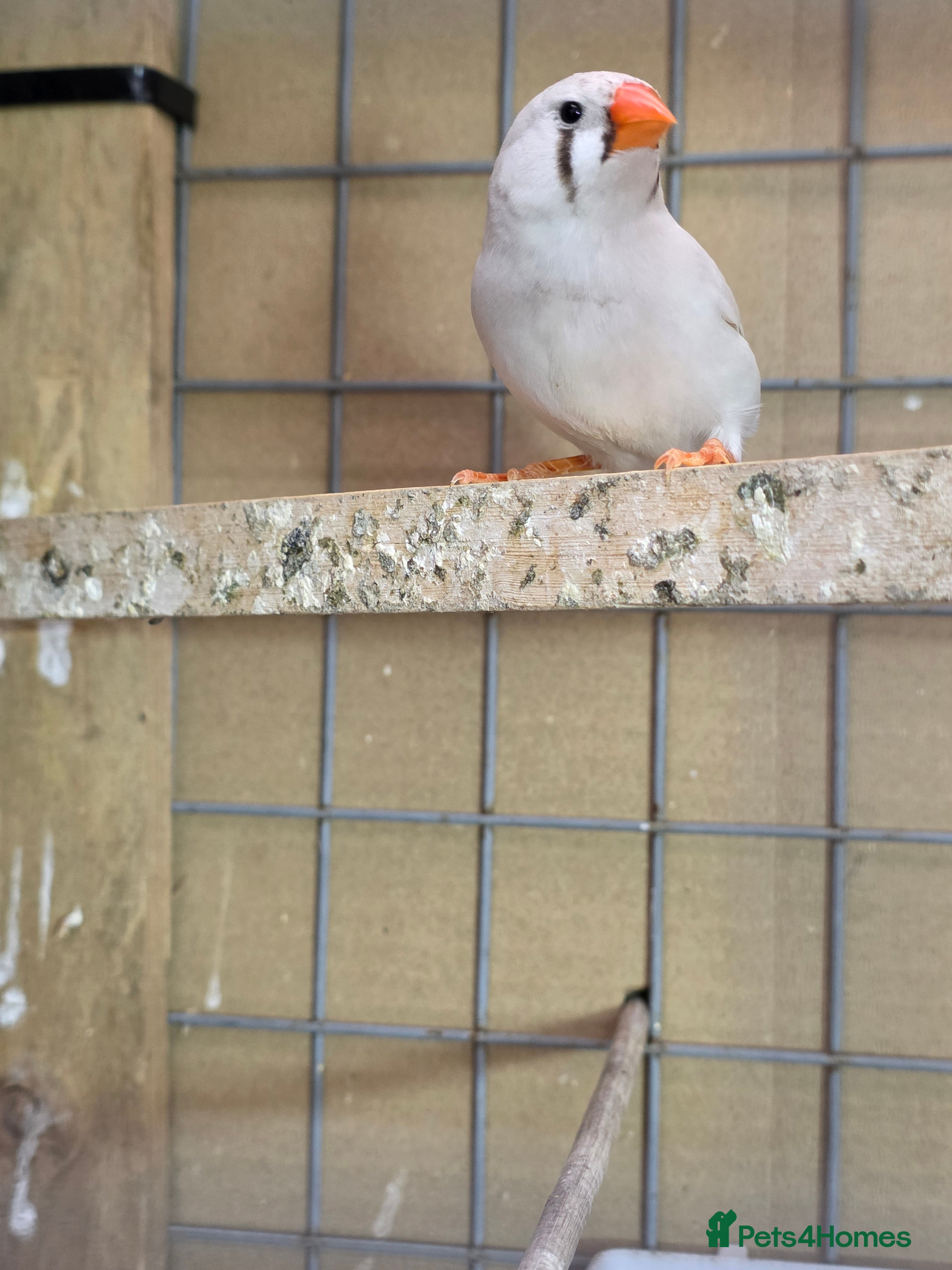 Finches birds Zebra Finch  - Advert 1