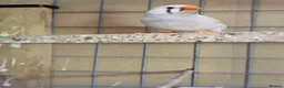 Finches birds for sale: Zebra Finch  - Advert 1