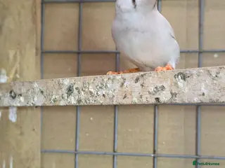 Finches birds Zebra Finch - Advert 1