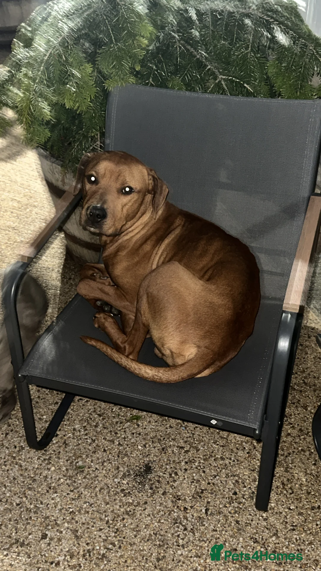 Mixed Breed dogs for sale: Doberman and Doberman x staffy  - Advert 12