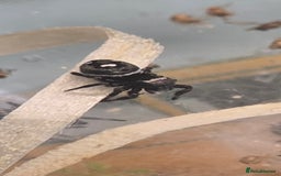 Spiders invertebrates for sale: Jumping spider slings  - Image 3