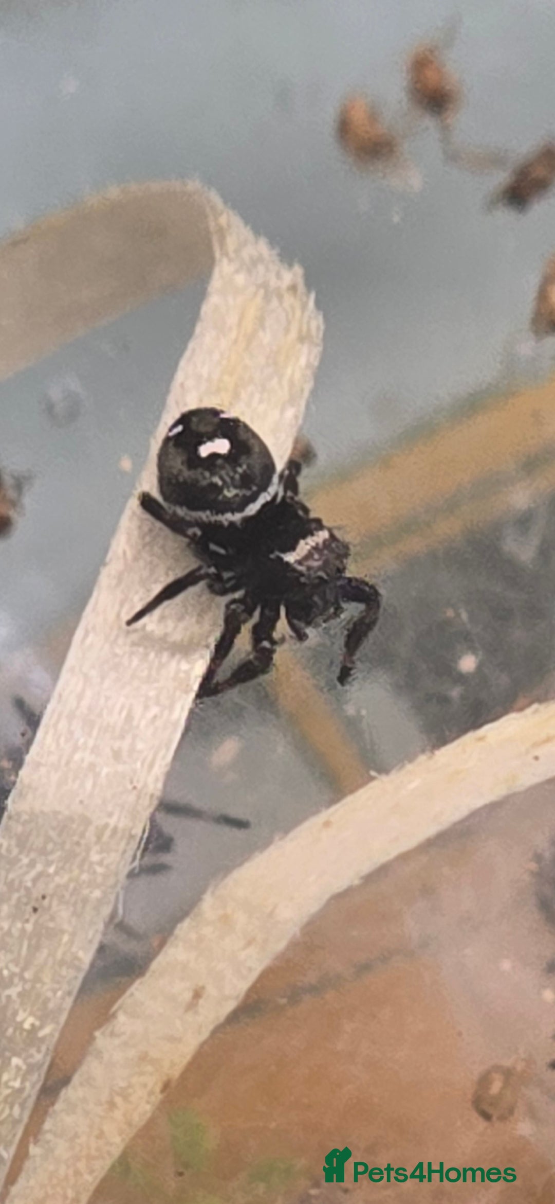 Spiders invertebrates for sale: Jumping spider slings  - Image 3