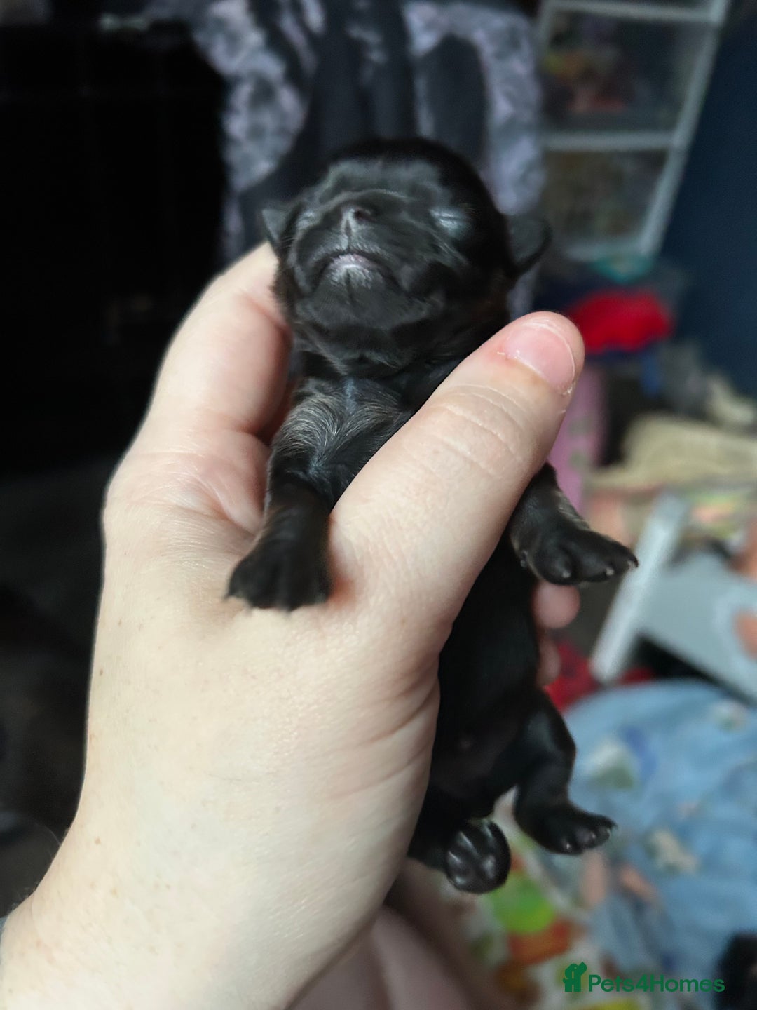 Pomchi dogs for sale: 2 beautiful tiny little Pomchi girls - Image 16