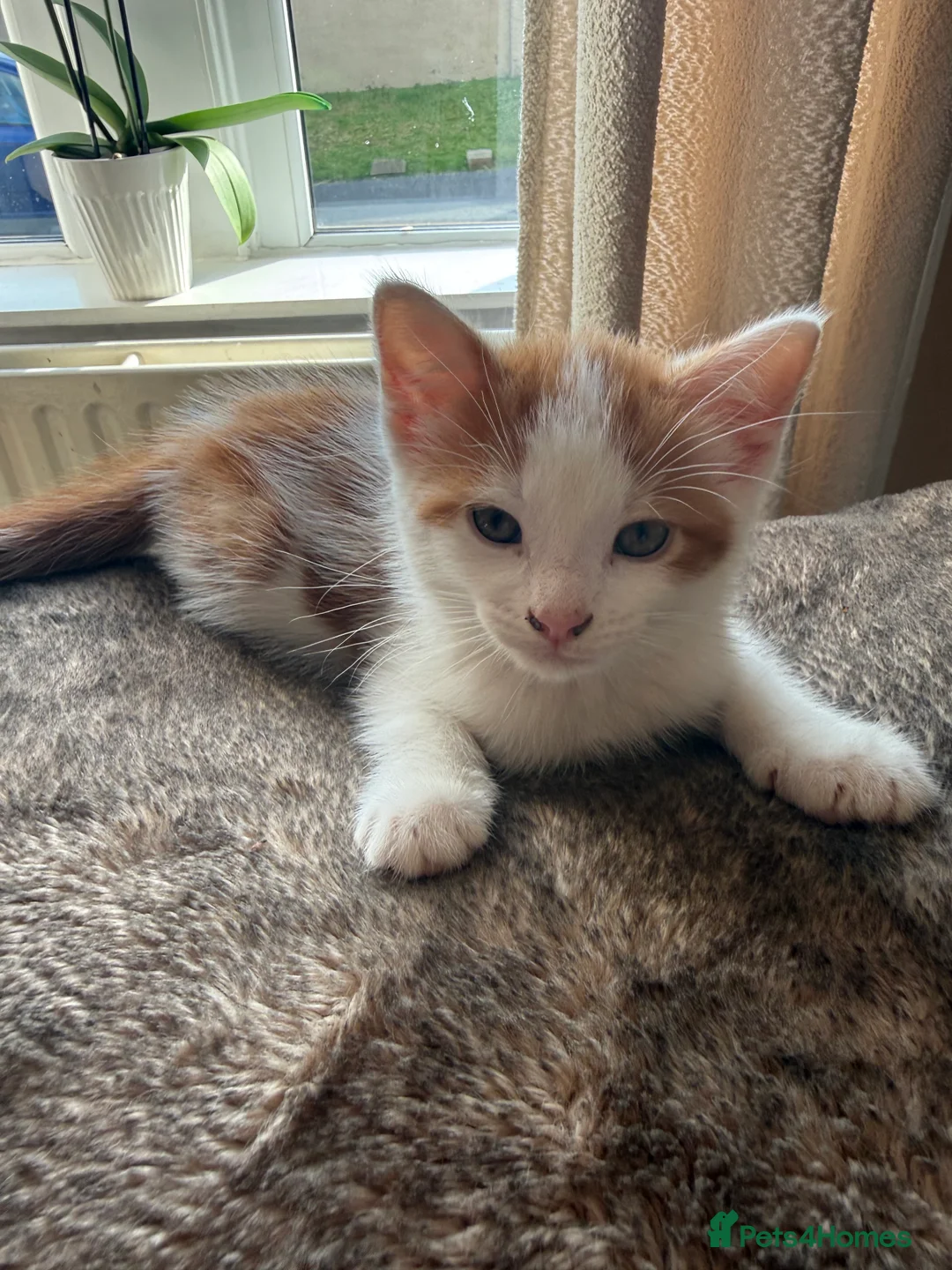 Mixed Breed cats for sale: X2 male ginger & white kittens  - Advert 2