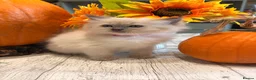 Ragdoll cats for sale: Beautiful litter of Ragdoll kittens - Advert 32