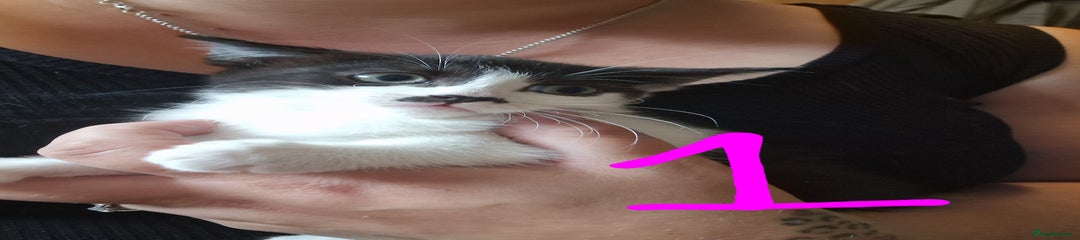 Domestic Shorthair Kitten 3