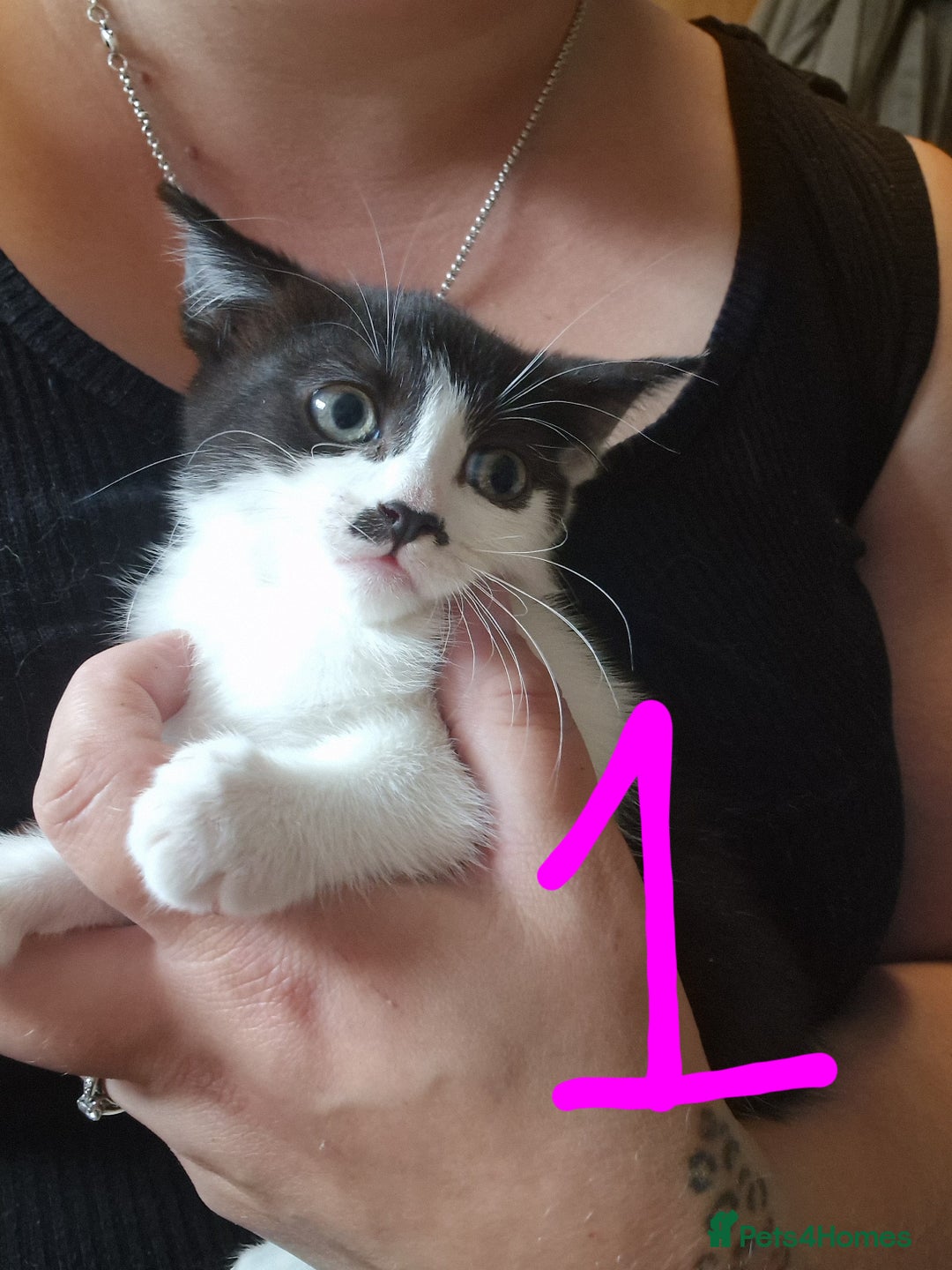 Domestic Shorthair cats for sale: Kittens for sale  - Image 5