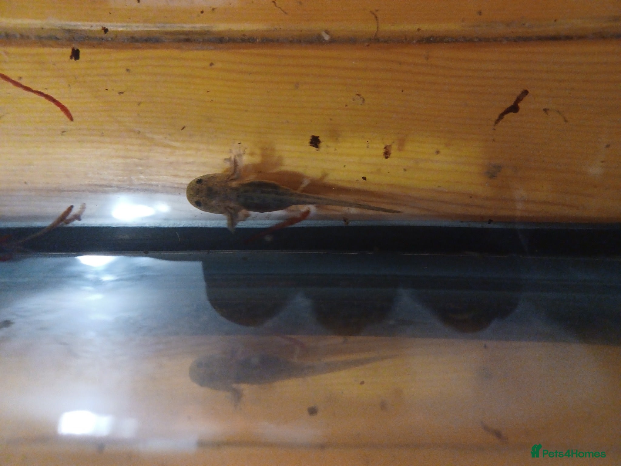 Axolotl reptiles axoltol  - Advert 5