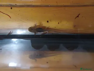 Axolotl reptiles axoltol - Advert 4