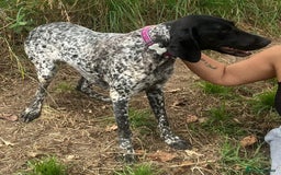 German Shorthaired Pointer dogs for adoption: Dora, a gorgeous young GSP - Image 4