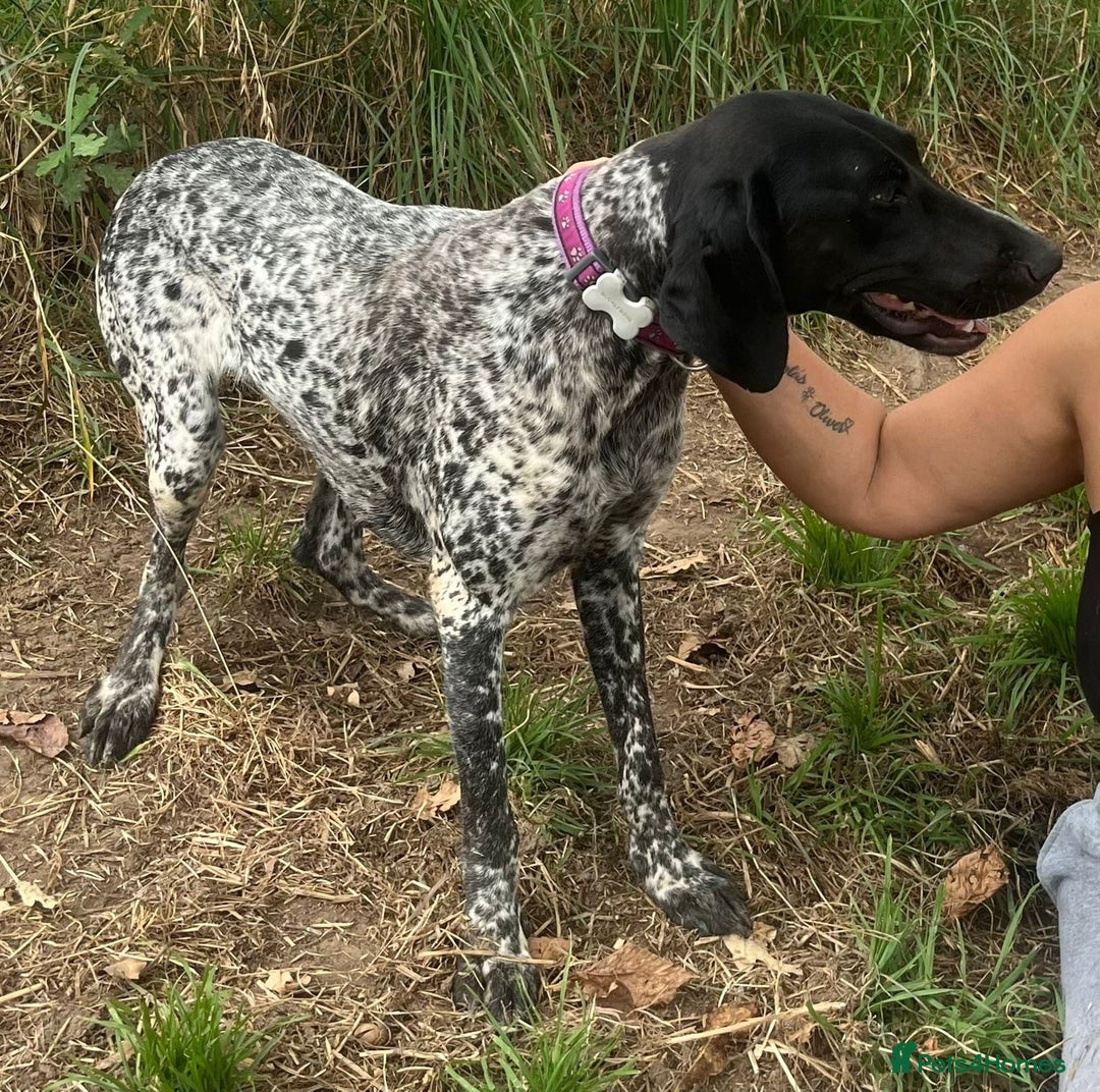 German Shorthaired Pointer dogs for adoption: Dora, a gorgeous young GSP - Image 4