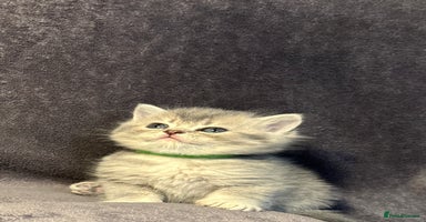 British Shorthair cats - Advert 8
