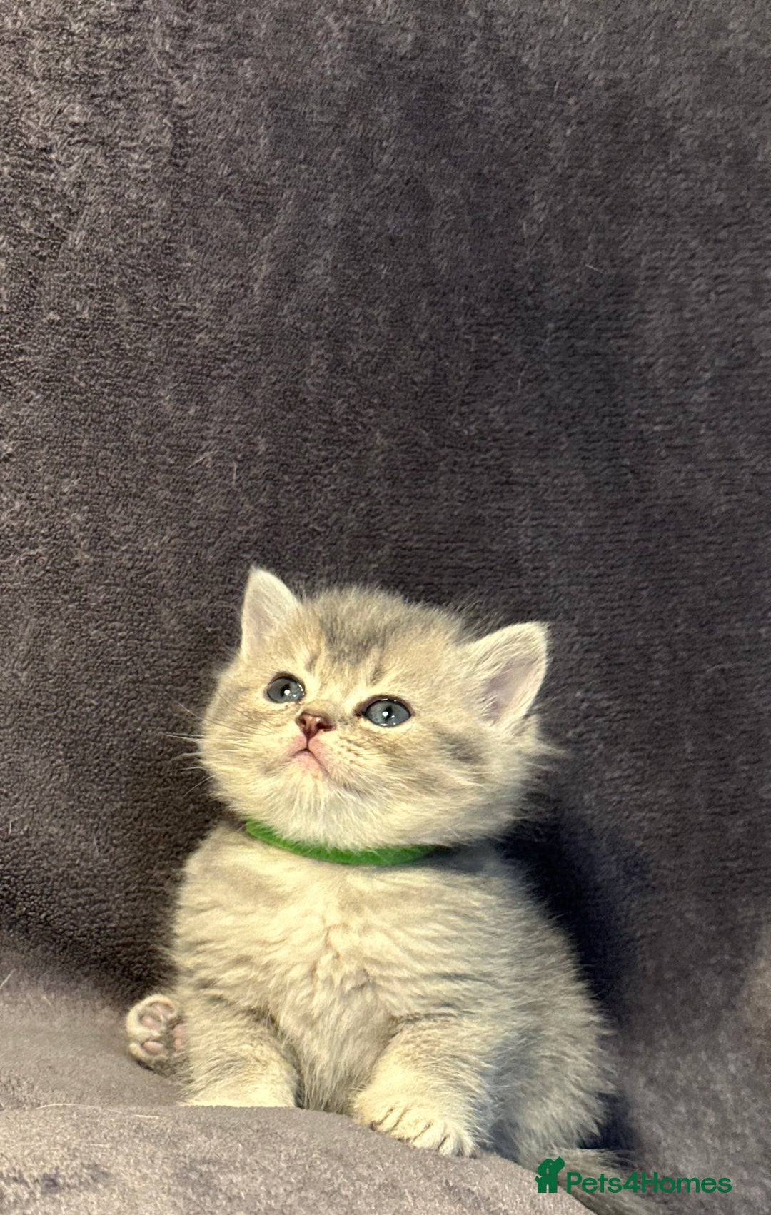 British Shorthair cats for sale: TICA Chunky Golden/Blue Golden BritishSH kittens  - Image 3
