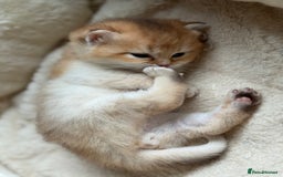 British Shorthair cats for sale: GCCF reg BSH & BLH Chocolate & Black Gold Kittens - Image 27